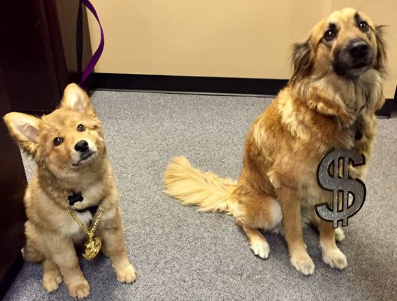 Our dogs inside our pawn shop